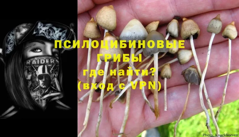 Псилоцибиновые грибы Psilocybe  Люберцы 